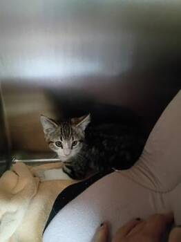 Rambler -  Domestic Medium Hair and Domestic Short Hair Cat for Adoption in Longmont, Colorado - Rambler | PetCurious