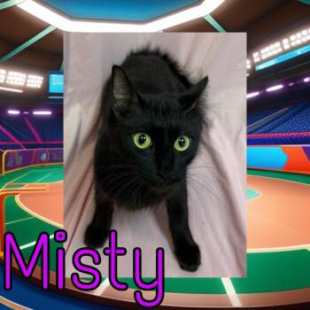 Misty -  Domestic Medium Hair Cat for Adoption in Royse City, Texas - Misty | PetCurious