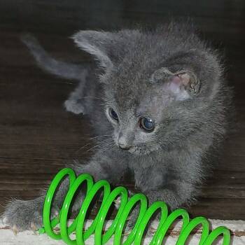Cucumber - in foster home -  Domestic Short Hair Cat for Adoption in Myrtle Beach, South Carolina - Cucumber - In Foster Home | PetCurious