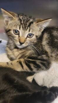 Sarge -  Domestic Short Hair Cat for Adoption in Metter, Georgia - Sarge | PetCurious