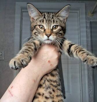 Woody -  Domestic Short Hair and Tabby Cat for Adoption in Yardley, Pennsylvania - Woody | PetCurious
