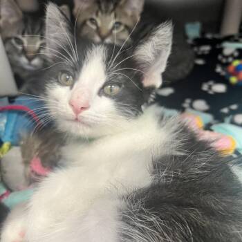 Cocoa -  Domestic Short Hair Cat for Adoption in Fort Wayne, Indiana - Cocoa | PetCurious
