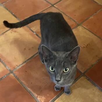 Raven 7456 -  Domestic Short Hair Cat for Adoption in Hamilton, Georgia - Raven 7456 | PetCurious