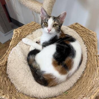 Lolli -  Domestic Short Hair and Calico Cat for Adoption in Miami Beach, Florida - Lolli | PetCurious