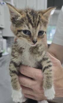 Kimchi -  Domestic Short Hair Cat for Adoption in Hillsdale, Indiana - Kimchi | PetCurious