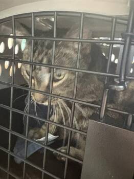 Domestic Short Hair Cats Available for Adoption in Fort Walton Beach, Florida - VENUS | PetCurious