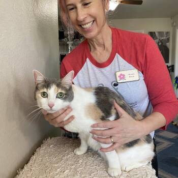 Kali -  Domestic Short Hair Cat Available for Adoption in Ramona, California - Kali | PetCurious