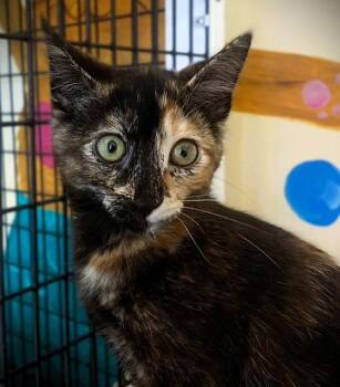 Kitten Lilo -  Domestic Short Hair Cat for Adoption in Seal Beach, California - Kitten Lilo | PetCurious