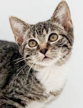 Charles is in charge of your love - he is pure joy - OLD ENOUGH  -  Bengal and Turkish Van Cat for Adoption in Bedford Hills, New York - Charles Is In Charge Of Your Love - He Is Pure Joy - OLD ENOUGH  | PetCurious