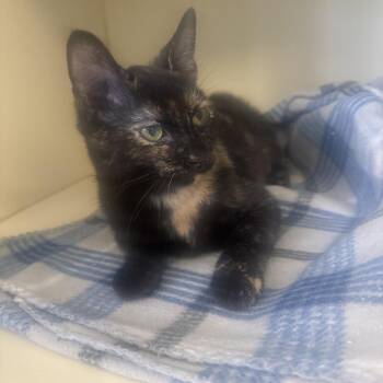 Pepper -  Domestic Short Hair Cat for Adoption in Lake Jackson, Texas - Pepper | PetCurious