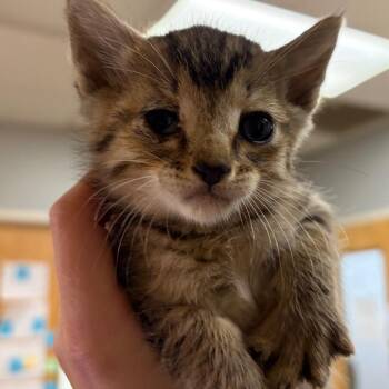 Pepsi -  Domestic Short Hair Cat for Adoption in Chattanooga, Tennessee - Pepsi | PetCurious