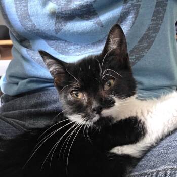 Rescue Domestic Short Hair Cats for Adoption in Glenfield, New York - Eden | PetCurious