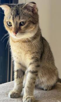 Rescue Scottish Fold Cats for Adoption in Snow Hill, Maryland - Kino | PetCurious