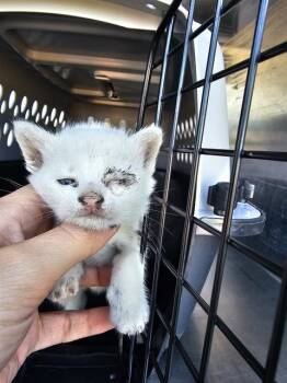 Rescue Domestic Short Hair Cats for Adoption in Dallas, Texas - DOODLE | PetCurious