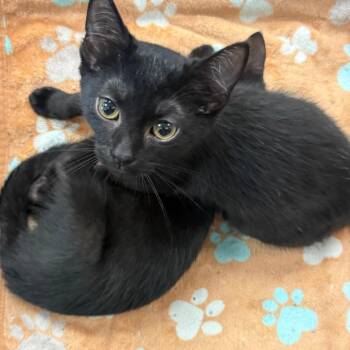 Leo -  Domestic Short Hair Cat for Adoption in Beulaville, North Carolina - Leo | PetCurious