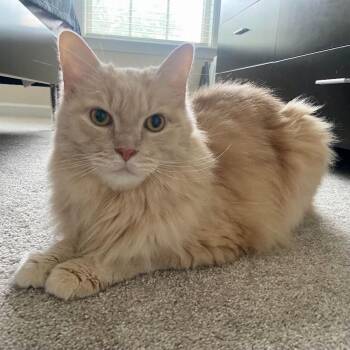 Stuart -  Domestic Long Hair Cat for Adoption in Raleigh, North Carolina - Stuart | PetCurious