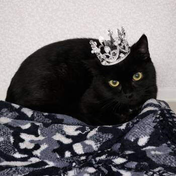 Domestic Short Hair Cats Available for Adoption - Wisp | PetCurious