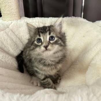 Jamoca -  Domestic Medium Hair Cat Available for Adoption in Inman, South Carolina - Jamoca | PetCurious