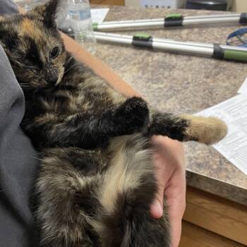 Calli -  Domestic Short Hair Cat for Adoption in Morganfield, Kentucky - Calli | PetCurious