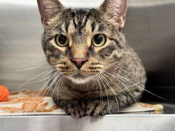 TORO -  Domestic Short Hair Cat for Adoption in Pueblo, Colorado - TORO | PetCurious