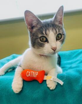 Domestic Short Hair Cats Available for Adoption in Auburn, Indiana - Mama Mia | PetCurious