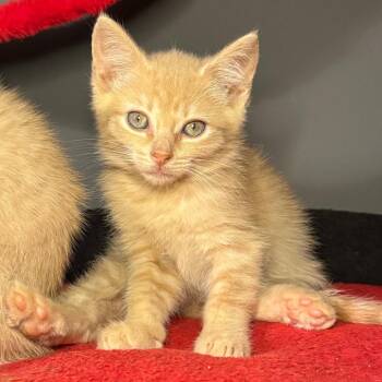 Maeve -  Domestic Short Hair Cat for Adoption in Jupiter, Florida - Maeve | PetCurious