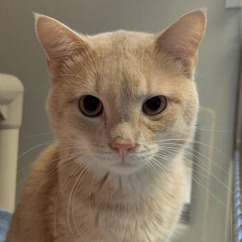 Grimble -  Domestic Short Hair Cat for Adoption in Chicago, Illinois - Grimble | PetCurious