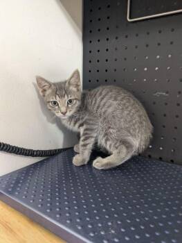 Domestic Short Hair Cats Available for Adoption in Dayton, Minnesota - Walt | PetCurious