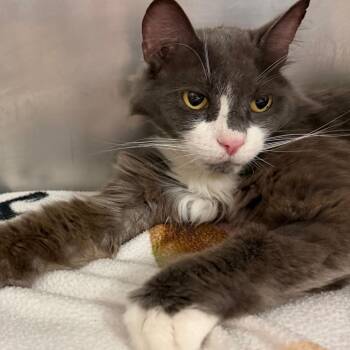 Lily -  Domestic Medium Hair Cat for Adoption in Middlebury, Vermont - Lily | PetCurious