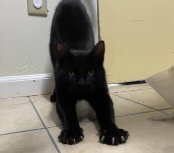 Domestic Short Hair Cats Available for Adoption in Fall River, Massachusetts - Mystic | PetCurious