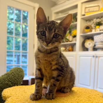 Hamilton -  Domestic Short Hair Cat for Adoption in Bentonville, Arkansas - Hamilton | PetCurious