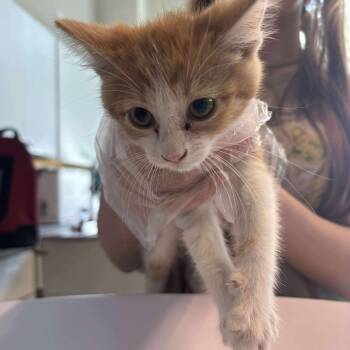 Rescue Domestic Short Hair Cats for Adoption in Huntington, West Virginia - Juice | PetCurious