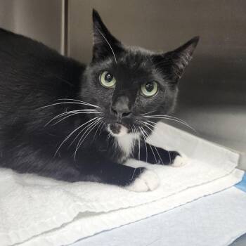 Lanny -  Domestic Short Hair Cat for Adoption in Tampa, Florida - Lanny | PetCurious