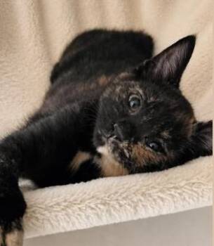 Ellie Sadler -  Domestic Short Hair Cat for Adoption in Battle Creek, Michigan - Ellie Sadler | PetCurious