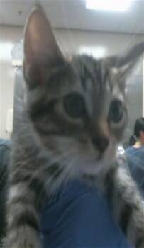A920042 -  Domestic Short Hair Cat for Adoption in Sacramento, California - A920042 | PetCurious