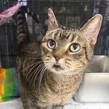 Molly -  Domestic Short Hair Cat for Adoption - Molly | PetCurious