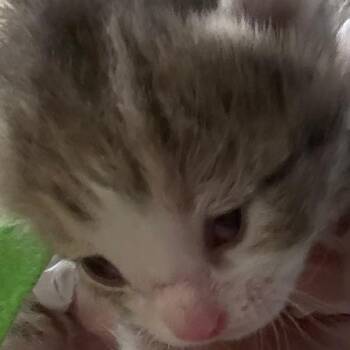 Kyle -  Domestic Short Hair Cat for Adoption in Winston-salem, North Carolina - Kyle | PetCurious
