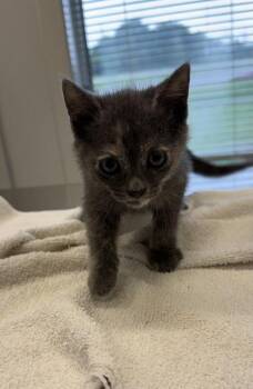 Amazon -  Domestic Short Hair Cat for Adoption in Lafayette, Indiana - Amazon | PetCurious