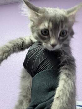 Rescue Domestic Medium Hair Cats for Adoption in El Paso, Texas - 59799995 | PetCurious