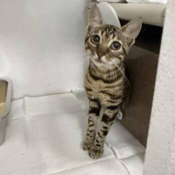 Gemma -  Domestic Short Hair Cat for Adoption in Dover, New Hampshire - Gemma | PetCurious