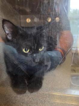WHISPER -  Domestic Medium Hair Cat for Adoption in Kent, Washington - WHISPER | PetCurious