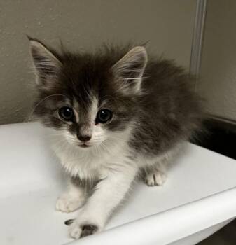 Domestic Medium Hair Cats Available for Adoption in Tracy, California - DRONGO | PetCurious