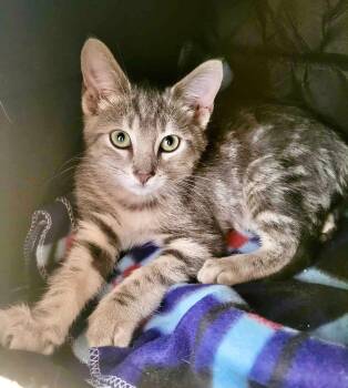 Rescue Tabby Cats for Adoption in Saginaw, Michigan - George | PetCurious