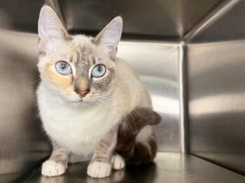 Domestic Short Hair Cats Available for Adoption - MANGO | PetCurious