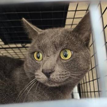 Rafael -  Domestic Short Hair Cat for Adoption in Bristol, Indiana - Rafael | PetCurious