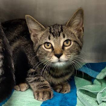 Hank -  Domestic Short Hair Cat for Adoption in Nashville, Tennessee - Hank | PetCurious