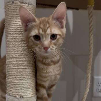 Amuro Ray -  Domestic Short Hair Cat for Adoption in Richmond, Virginia - Amuro Ray | PetCurious