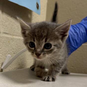 Domestic Short Hair Cats Available for Adoption in Milton, Florida - Tuna Melt | PetCurious