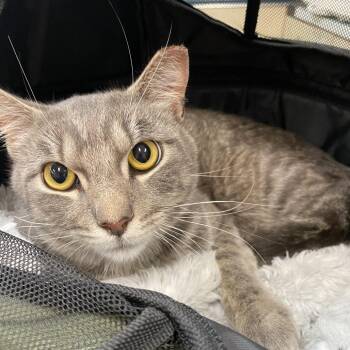 Phoenix -  Domestic Short Hair Cat for Adoption in Westminster, California - Phoenix | PetCurious