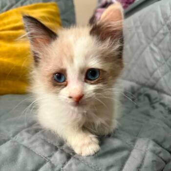 Tink -  Snowshoe Cat for Adoption in Wichita, Kansas - Tink | PetCurious